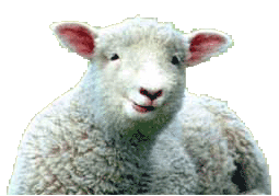 Bild Fleisch